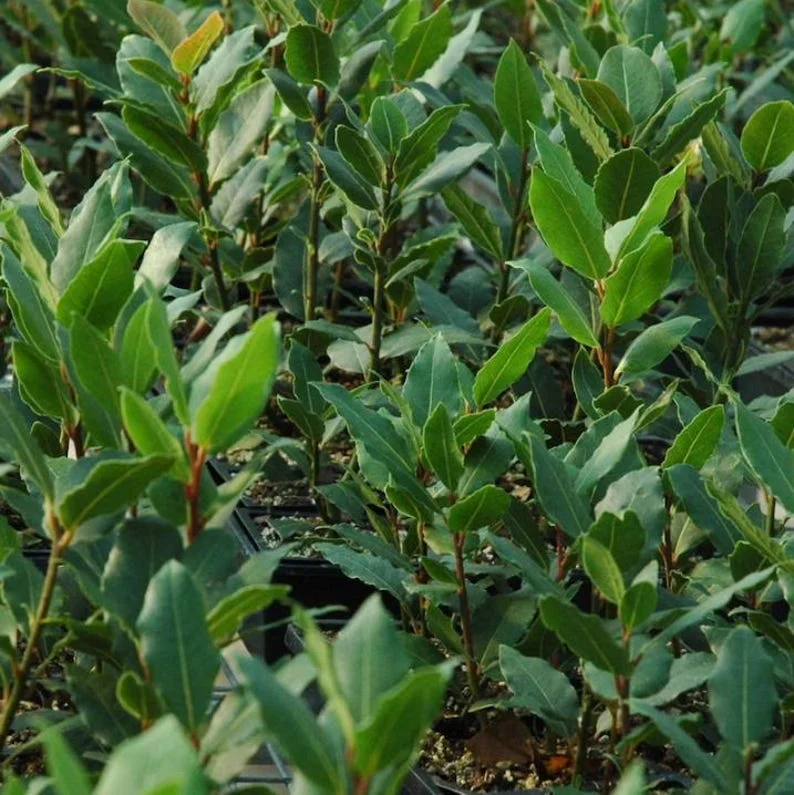 Bay Leaf Plant Live Laurus Nobilis Sweet Bay Laurel Tree - Culinary Herb