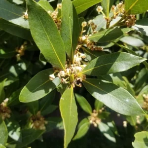 Bay Leaf Plant Live Laurus Nobilis Sweet Bay Laurel Tree - Culinary Herb