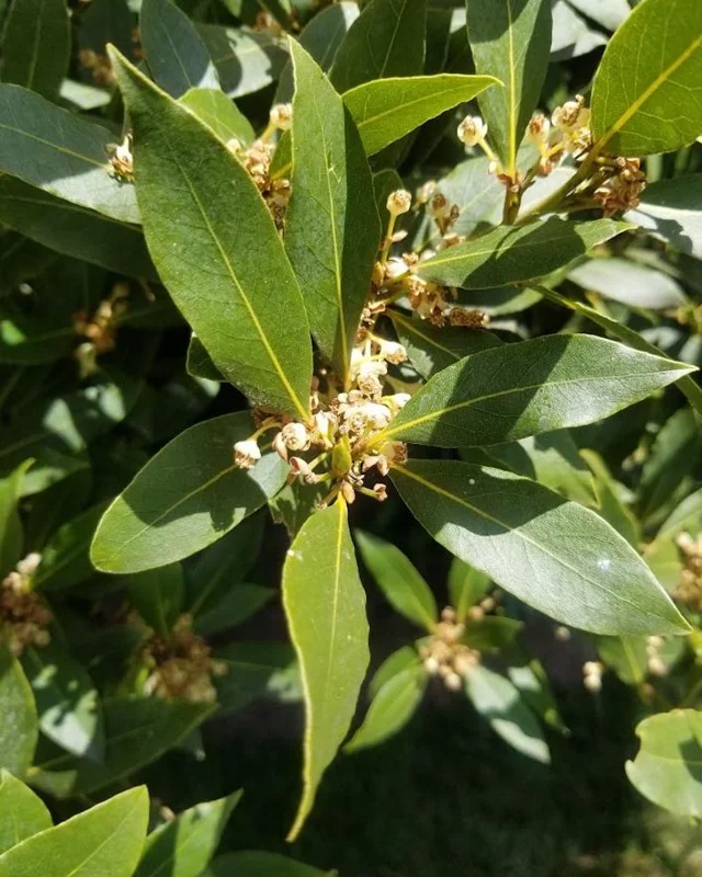 Bay Leaf Plant Live Laurus Nobilis Sweet Bay Laurel Tree - Culinary Herb