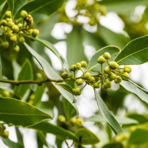 Bay Leaf Plant Live Laurus Nobilis Sweet Bay Laurel Tree - Culinary Herb