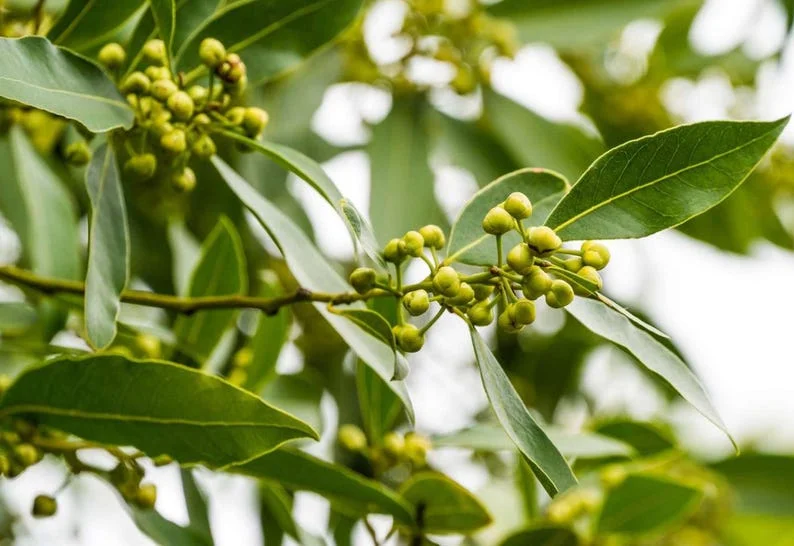 Bay Leaf Plant Live Laurus Nobilis Sweet Bay Laurel Tree - Culinary Herb
