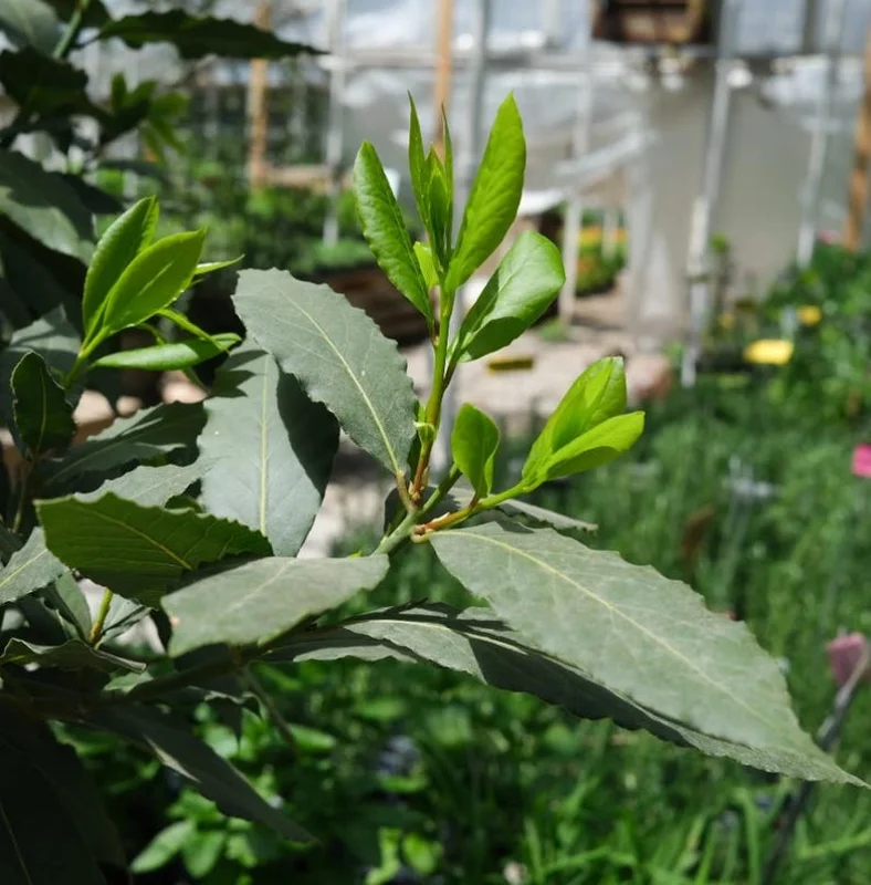 Bay Leaf Plant Live Laurus Nobilis Sweet Bay Laurel Tree - Culinary Herb