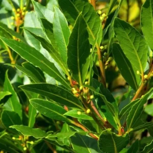 Bay Leaf Plant Live Laurus Nobilis Sweet Bay Laurel Tree - Culinary Herb