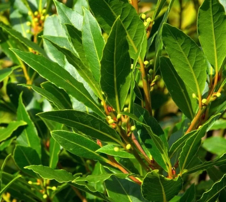 Bay Leaf Plant Live Laurus Nobilis Sweet Bay Laurel Tree - Culinary Herb