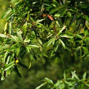 Bay Leaf Plant Live Laurus Nobilis Sweet Bay Laurel Tree - Culinary Herb