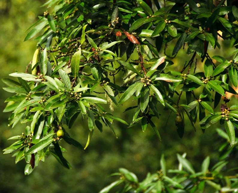 Bay Leaf Plant Live Laurus Nobilis Sweet Bay Laurel Tree - Culinary Herb