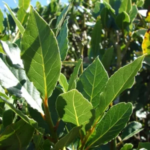 Bay Leaf Tree - Bay Leaf Tree Live Plant - Laurus Nobilis - 6-inch Live Plant - Evergreen Herb