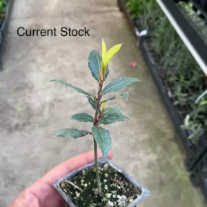 Bay Leaf Tree - Bay Leaf Tree Live Plant - Laurus Nobilis - 6-inch Live Plant - Evergreen Herb