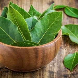 Bay Leaf Tree Live Plant 8-10