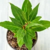 Bay Leaf Tree Live Plant 8-10"Tall 3"Pot for Planting Laurus Nobilis Tree Garden