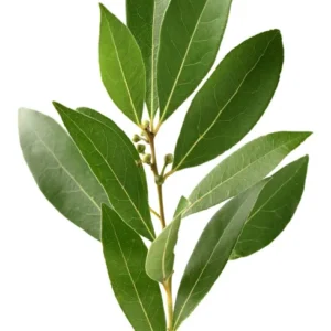 Bay Leaf Tree Live Plant 8-10