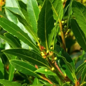 Bay Leaf Tree Live Plant 8-10