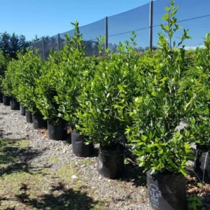 Bay Leaf Tree Live Plant 8-10