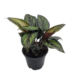 Beauty Star Peacock Calathea House Plant – 4 Inch Pot, Green & Pink Leaves