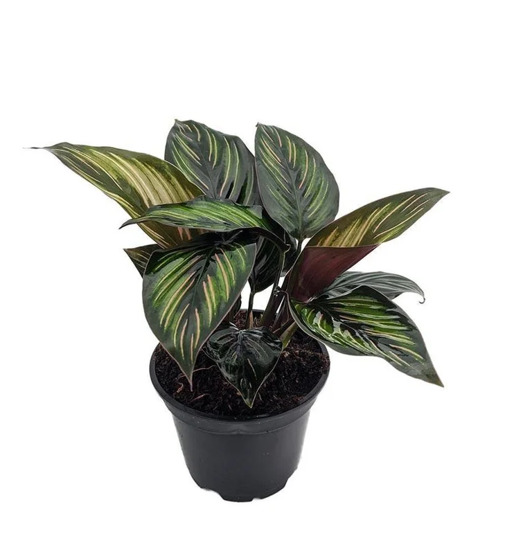 Beauty Star Peacock Calathea House Plant – 4 Inch Pot, Green & Pink Leaves