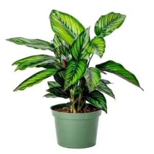 Beauty Star Peacock Calathea House Plant – 4 Inch Pot, Green & Pink Leaves