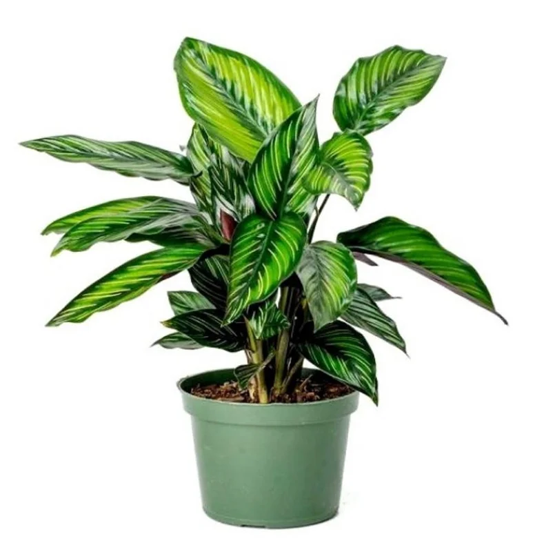 Beauty Star Peacock Calathea House Plant – 4 Inch Pot, Green & Pink Leaves