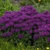 Beebalm Starter Plant - MONARDA 'GRAPE GUMBALL' - Magenta Perennial