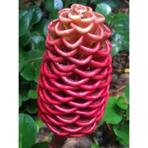 Beehive Ginger Rhizomes - Well-Rooted Zingiber Ginger Plants for Planting