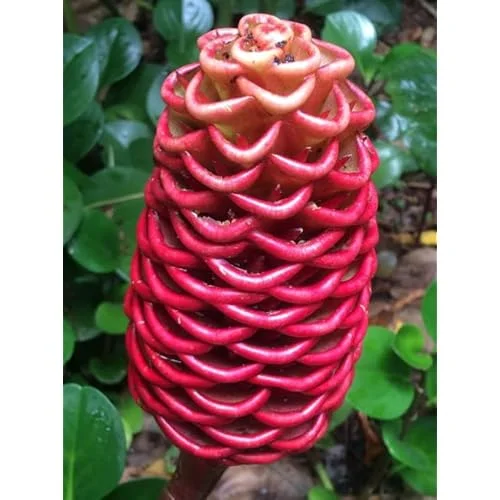 Beehive Ginger Rhizomes - Well-Rooted Zingiber Ginger Plants for Planting