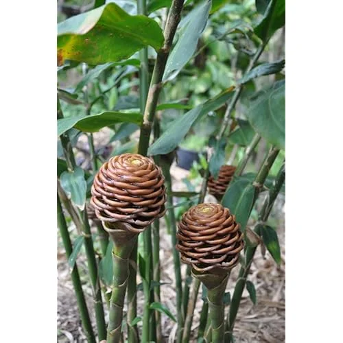 Beehive Ginger Rhizomes - Well-Rooted Zingiber Ginger Plants for Planting