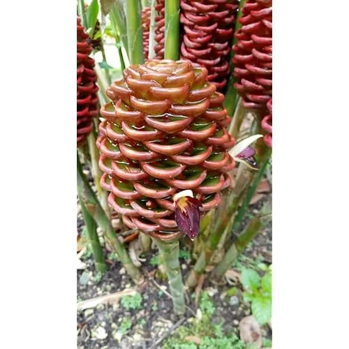 Beehive Ginger Rhizomes - Well-Rooted Zingiber Ginger Plants for Planting