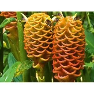Beehive Ginger Rhizomes - Well-Rooted Zingiber Ginger Plants for Planting