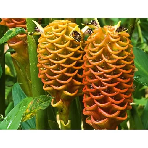 Beehive Ginger Rhizomes - Well-Rooted Zingiber Ginger Plants for Planting