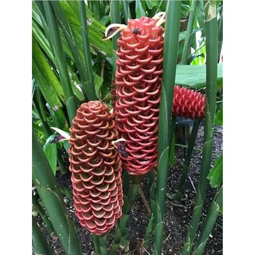 Beehive Ginger Rhizomes - Well-Rooted Zingiber Ginger Plants for Planting