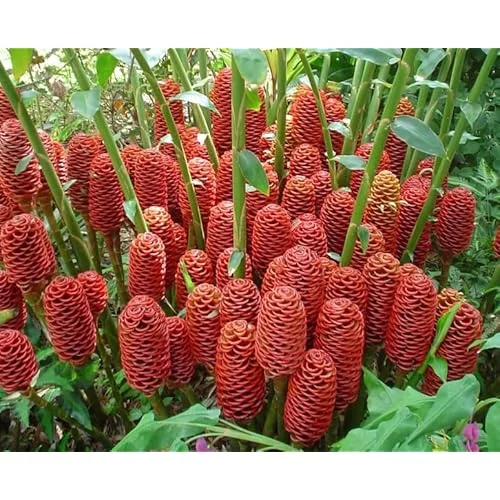 Beehive Ginger Rhizomes - Well-Rooted Zingiber Ginger Plants for Planting