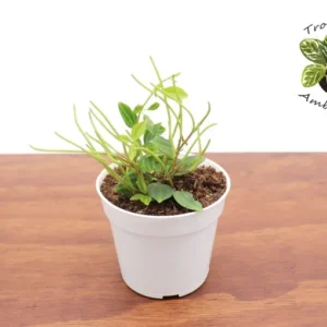 Beetle Peperomia Plant - 4 Inch Potted Indoor Plant
