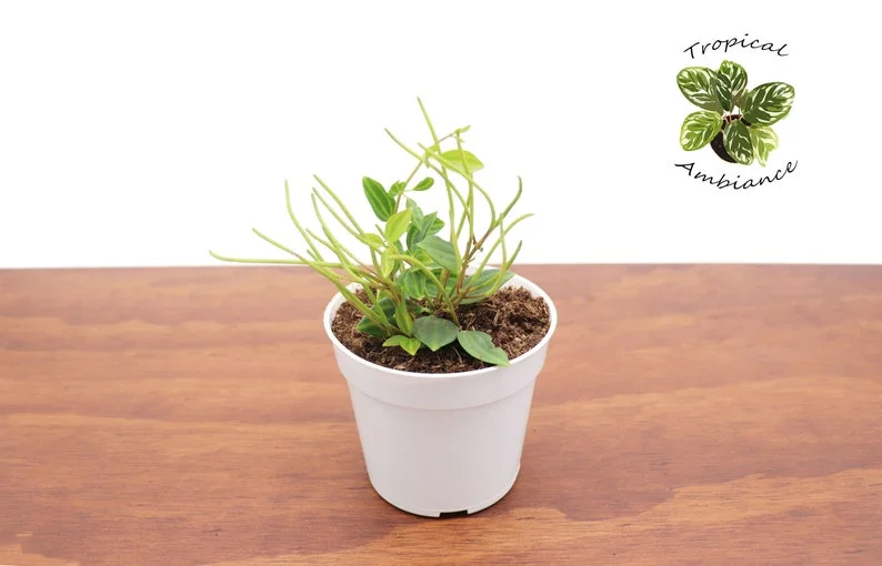 Beetle Peperomia Plant - 4 Inch Potted Indoor Plant
