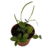 Beetle Peperomia Plant - Radiator Plant 2.5" Pot - Trailing Houseplant