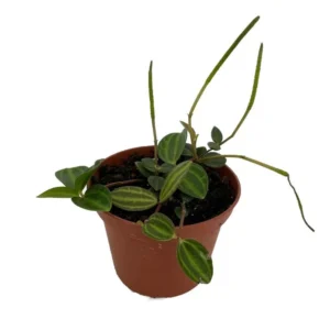 Beetle Peperomia Plant - Radiator Plant 2.5