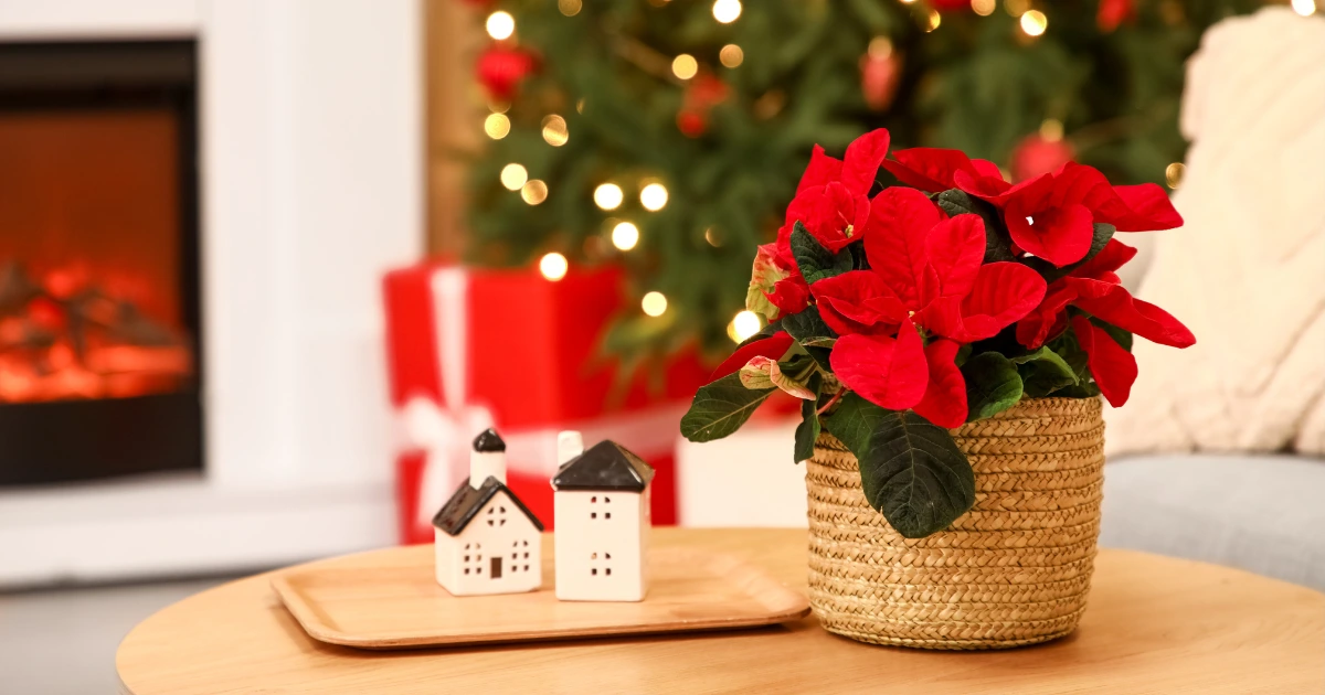 Best Christmas Plants to Gift This Holiday Season