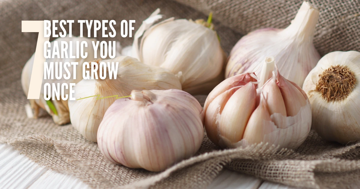Best Types of Garlic You Must Grow Once in Your Garden (1)
