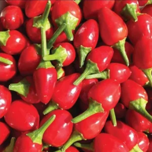 Chiltepin Pepper Plant - Live Plant 4