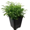 Biblical Gold Threads St. Joseph’s Coat - Alternanthera Live Plant in 2.5" Pot