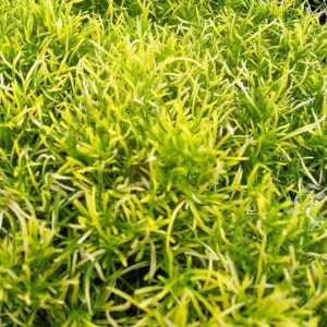 Biblical Gold Threads St. Joseph’s Coat - Alternanthera Live Plant in 2.5