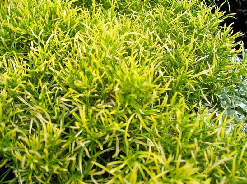 Biblical Gold Threads St. Joseph’s Coat - Alternanthera Live Plant in 2.5" Pot