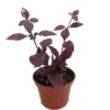 Biblical Purple Prince St. Joseph’s Coat Plant - Alternanthera - 2.5" Pot