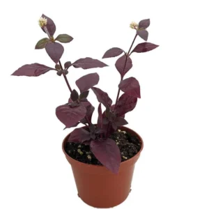 Biblical Purple Prince St. Joseph’s Coat Plant - Alternanthera - 2.5