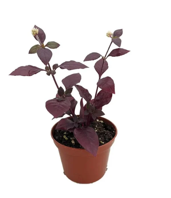 Biblical Purple Prince St. Joseph’s Coat Plant - Alternanthera - 2.5" Pot