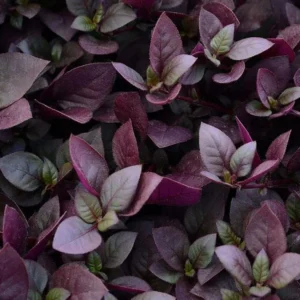 Biblical Purple Prince St. Joseph’s Coat Plant - Alternanthera - 2.5