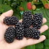 3 Big Daddy Thornless Blackberry Plants Rubus Edible Fruit Bare Root