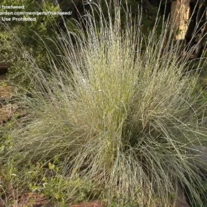 Big Muhly Grass 1 Gallon Live Plant – Silver Blooms, Evergreen, Drought-Tolerant