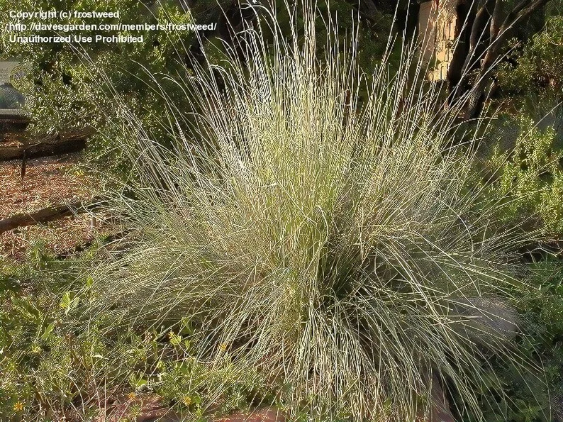 Big Muhly Grass 1 Gallon Live Plant – Silver Blooms, Evergreen, Drought-Tolerant