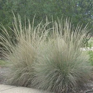 Big Muhly Grass 1 Gallon Live Plant – Silver Blooms, Evergreen, Drought-Tolerant