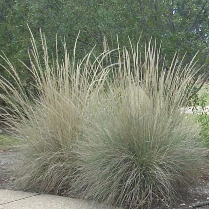 Big Muhly Grass 1 Gallon Live Plant – Silver Blooms, Evergreen, Drought-Tolerant