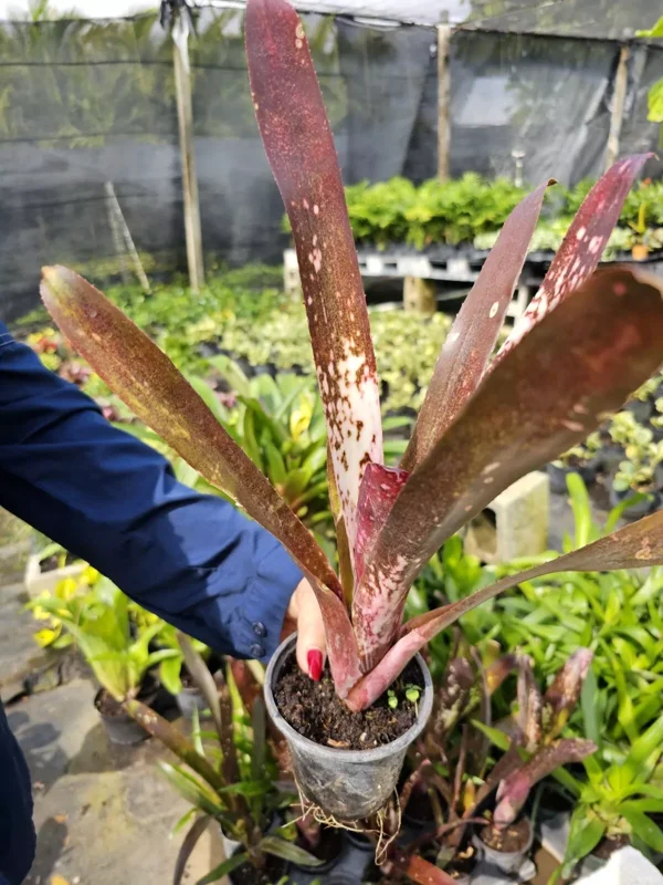 Billbergia Hallelujah Bromeliad - 12-18" Tropical Rooted Live Plant